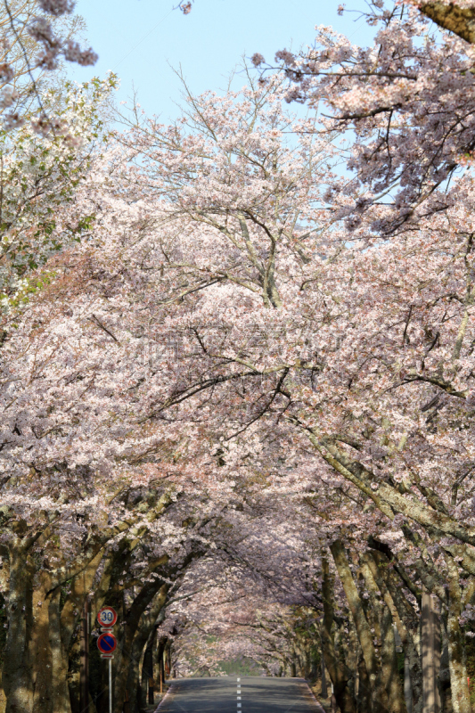 日本,樱桃树,伊豆半岛,静冈县,苏格兰高地,隧道,自然,垂直画幅,天空,樱花