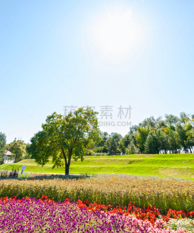 日光,多色的,爱达荷公园岛,白昼,垂直画幅,哈尔滨,早晨,夏天,草,花