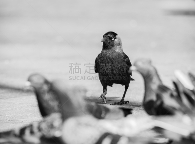 黑白图片,寒鸦,食品,鸽子,羊群,在上面,鹭管鱼,接力赛,摄影,打斗
