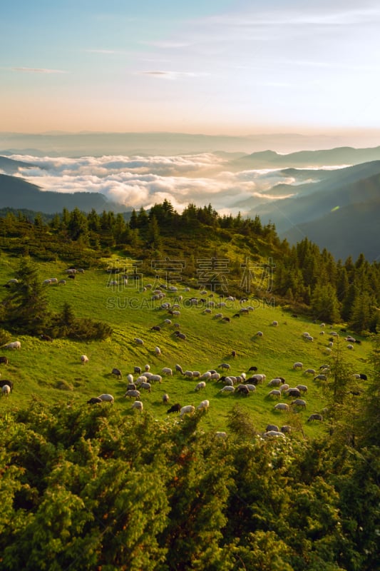 草地,食草,绿山国家森林公园,垂直画幅,天空,云,山,无人,夏天,户外