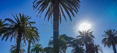 棕榈树,澳大利亚,水,天空,档案,夏天,白色,海滩,热带气候,圣魁达