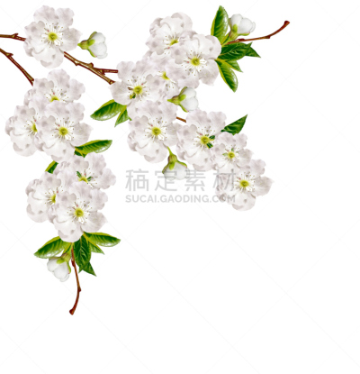 分离着色,苹果,白色背景,垂直画幅,美,复活节,边框,樱花,樱桃,无人