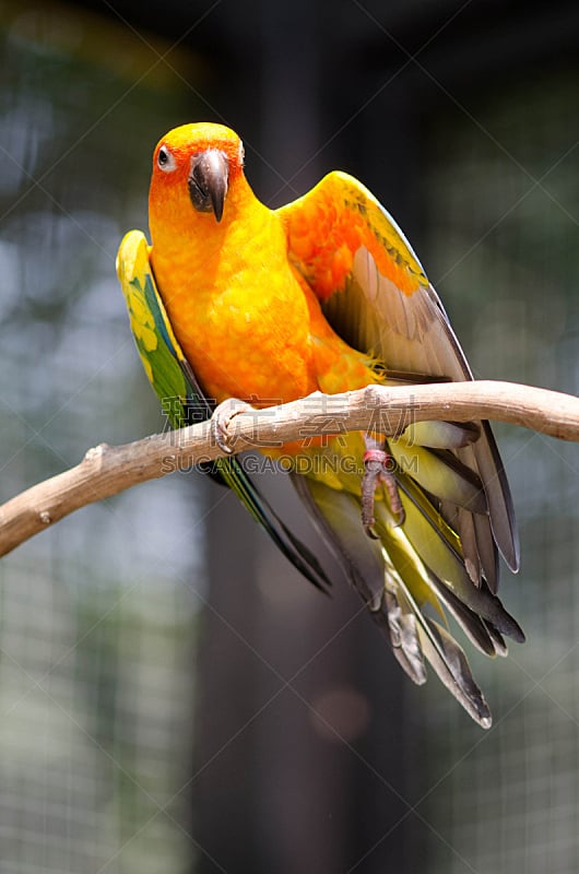 鹦鹉,自然,垂直画幅,野生动物,黄色,2015年,鸟类,枝,翅膀,摄影