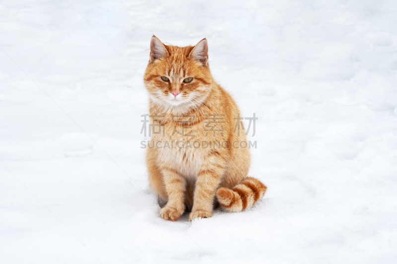 雪,斑纹猫,姜黄,可爱的,寒冷,加菲猫,野生动物,橙色,哺乳纲,猫科动物