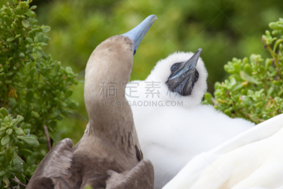 红足结巴鸟,加拉帕戈斯群岛,厄瓜多尔,小鸟,公园,水平画幅,鸟类,两只动物,动物身体部位,野外动物