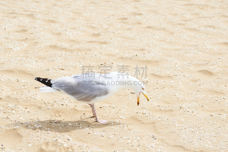 海滩,海鸥,黑脊鸥,斯海弗宁恩,水,天空,美,风,休闲活动,水平画幅