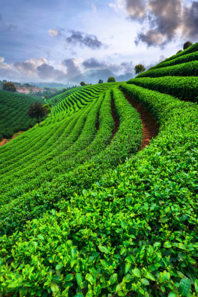 茶树,在下面,天空,垂直画幅,山,无人,户外,田地,植物,中国