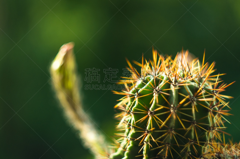 仙人掌,特写,桶仙人掌,选择对焦,阿根廷,沙漠,植物,雌蕊,装管,耙