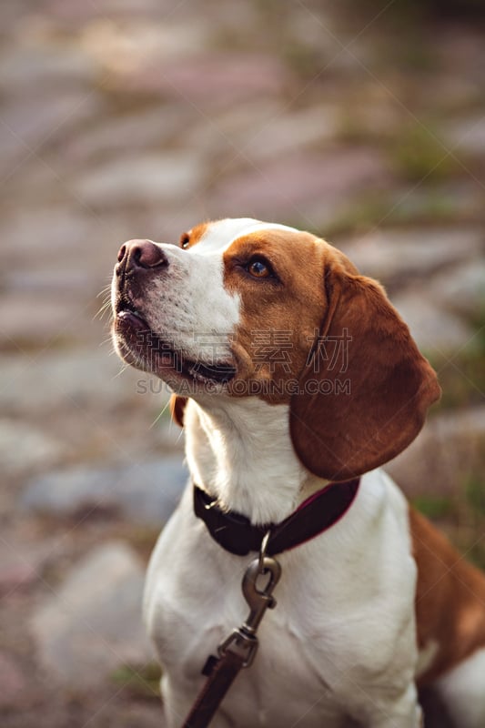 比格犬,狗,注视镜头,猎狐犬,趾甲,爪子,过肩视角,正下方视角,猎犬,纯种犬