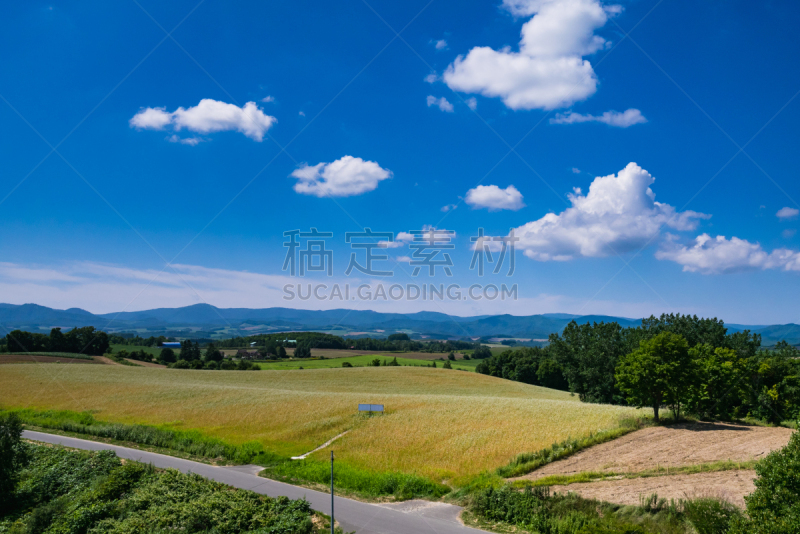 夏天,日本,荞麦,田地,北海道,在之间,俄亥俄河,美瑛町,旭川,富良野