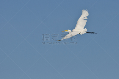 白色,大白鹭,蓝色,天空,自然,野生动物,水平画幅,白鹭,无人,鸟类