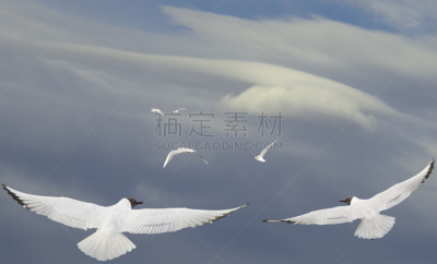 风,野生动物,云,翅膀,飞机,鸟类,背景,天空,高处,白色
