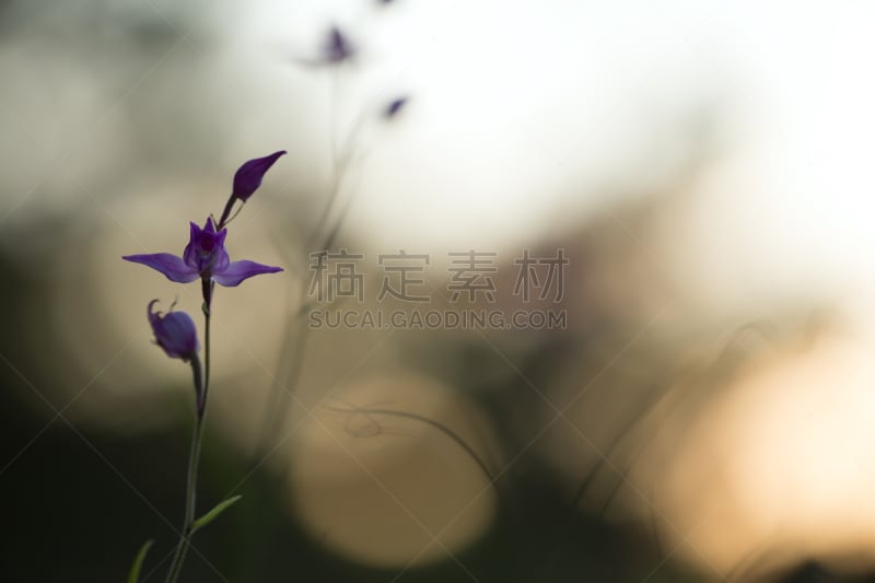 红花头蕊兰,自然,美,兰花,水平画幅,无人,户外,野生植物,特写,野花