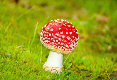 蘑菇,水平画幅,无人,研磨食品,夏天,云杉,斑驳的,特写,毒蘑菇,白色