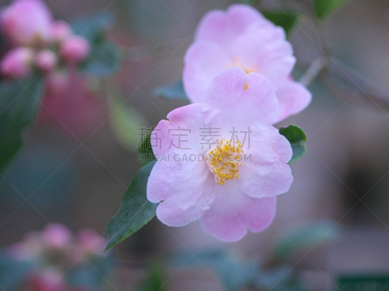 茶花,公园,石狩川,层云峡,照明设备,雪,背景,户外,冰瀑,旅行者