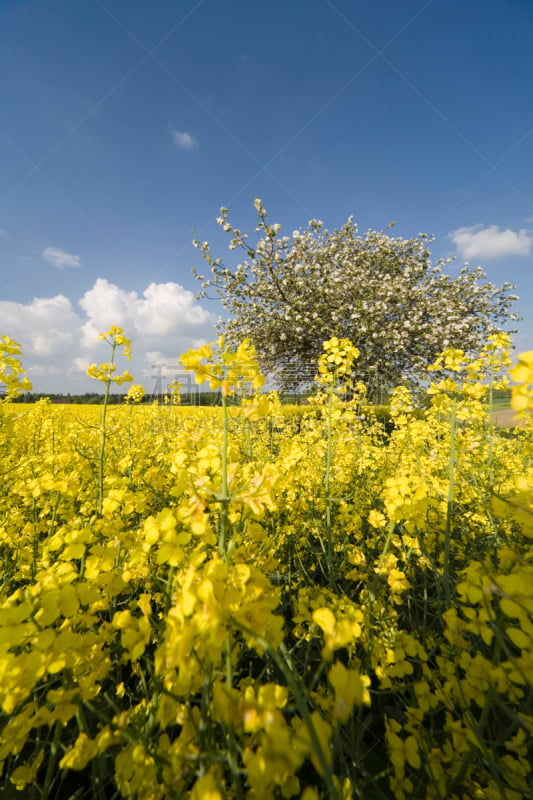 菜籽,黑芥子,动物喊叫,垂直画幅,天空,芜菁,芸苔,无人,早晨,时间