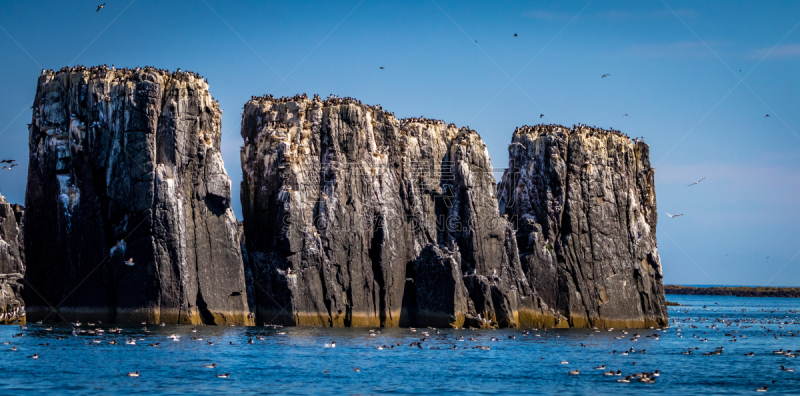 鸟类,岛,钉书钉,绒毛地毯,刀嘴海雀,角嘴海雀,海岸线,水平画幅,无人,全景