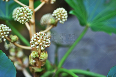八角金盘属,水平画幅,绿色,秋天,无人,日本,藤泽市,白色,植物,种子