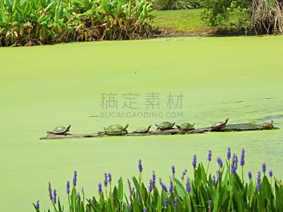 佛罗里达,浮萍,圆木,湿地,红色,伪龟属,水生植物,自然,紫色,野生动物