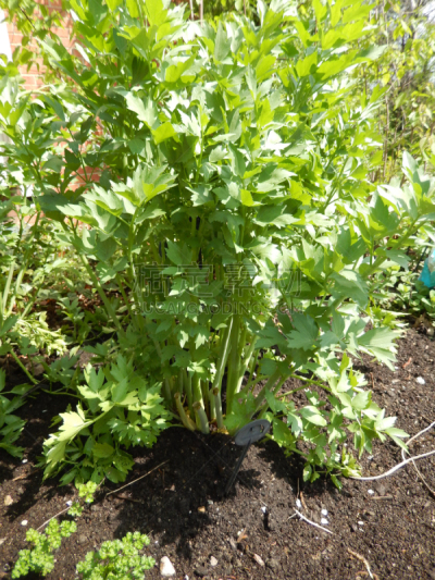 拉维纪草植物,枝繁叶茂,菜园,垂直画幅,芳香的,素食,维生素,夏天,户外,农作物