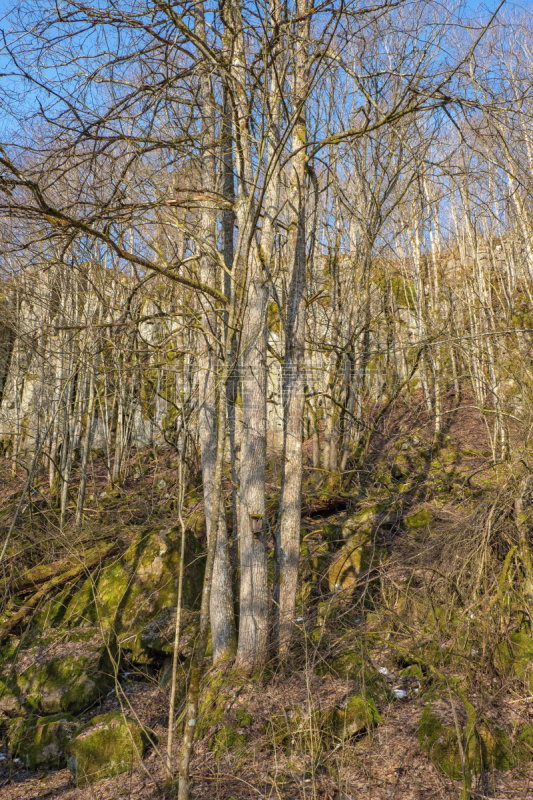 岩石区,瑞典,山脊,自然界的状态,环境,自然美,巨石,岩床,树干,距骨