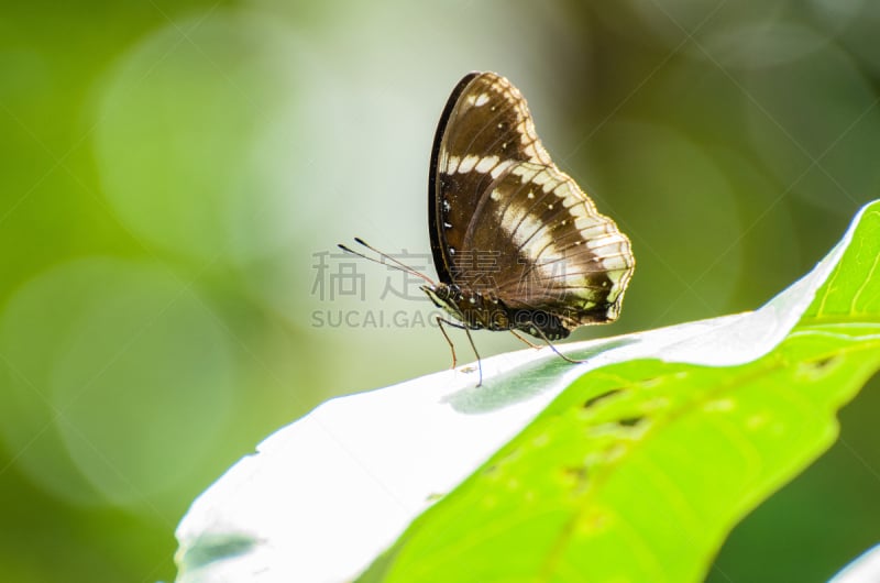 分离着色,普通七叶树蝶,退化单眼,水平画幅,泰国,摄影