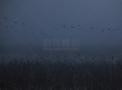 izunuma,宫城县,黎明,旅途,著名自然景观,水面,自然美,宫城县栗原市,鸟类,丘陵鹅
