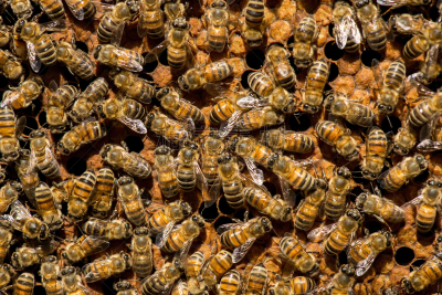 昆虫群,蜂王,选择对焦,beekeeper,蜂蜡,女王,动物斑纹,蜡,领导能力,水平画幅