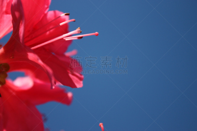 天空,蓝色,日本,杜鹃花,树篱,在下面,红松,园林,火,留白