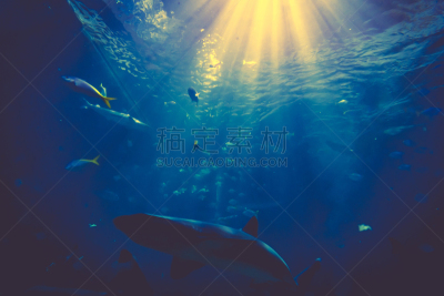 鲨鱼,水下,阳光光束,瓜德罗普岛,鲍鱼,剃刀,水平画幅,笼子,动物身体部位,风险