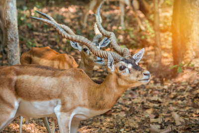 印度羚,野外动物,自然,羚羊,brow-antlered deer,蹄,水平画幅,家庭生活,动物身体部位,户外