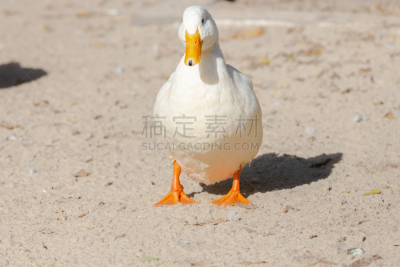 农场,鸭子,白色,水,美,水平画幅,鸟类,夏天,户外,特写