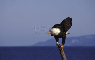 白头鹰,霍默,正面视角,留白,食肉鸟,水平画幅,无人,鸟类,野外动物,户外