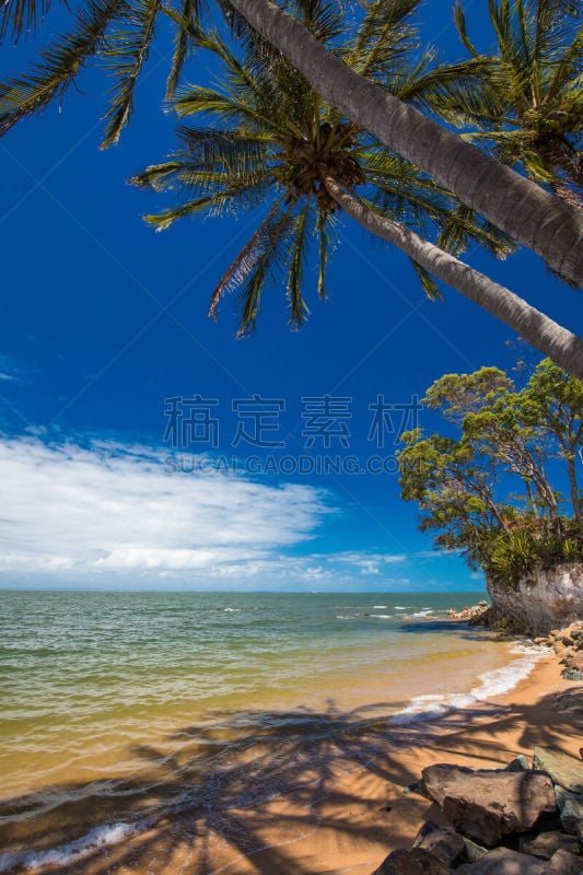 布里斯班,redcliffe,澳大利亚,海滩,棕榈树,南,自然,垂直画幅,全景,图像