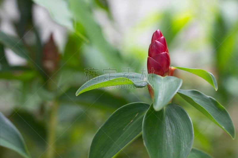 costus,自然,美,水平画幅,绿色,枝繁叶茂,针叶树,特写,仅一朵花,自然美