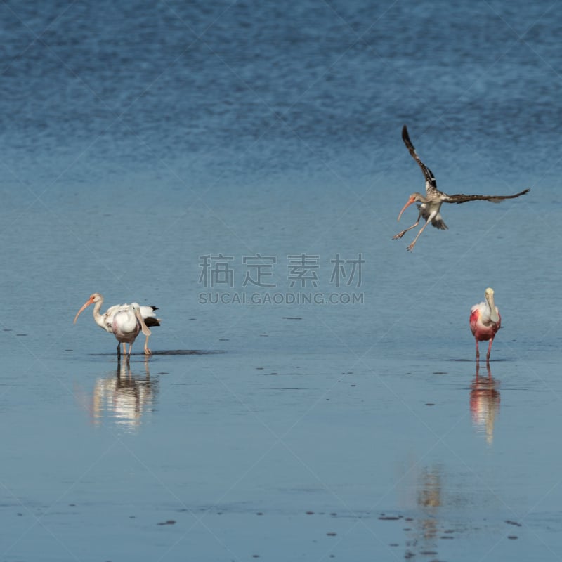 玫瑰色琵鹭,白朱鹭,鼎,少年早期,北方深红色食蜂鸟,朱鹭,野生动物,鸟类,野外动物,沼泽