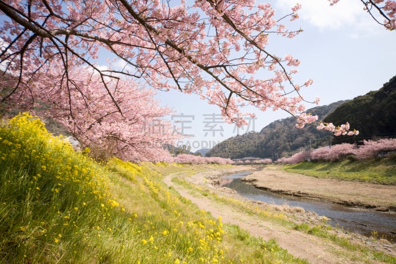 樱桃树,川津,贺茂御祖神社,防洪堤,神社,樱花,静冈县,河床,东海区,花见节