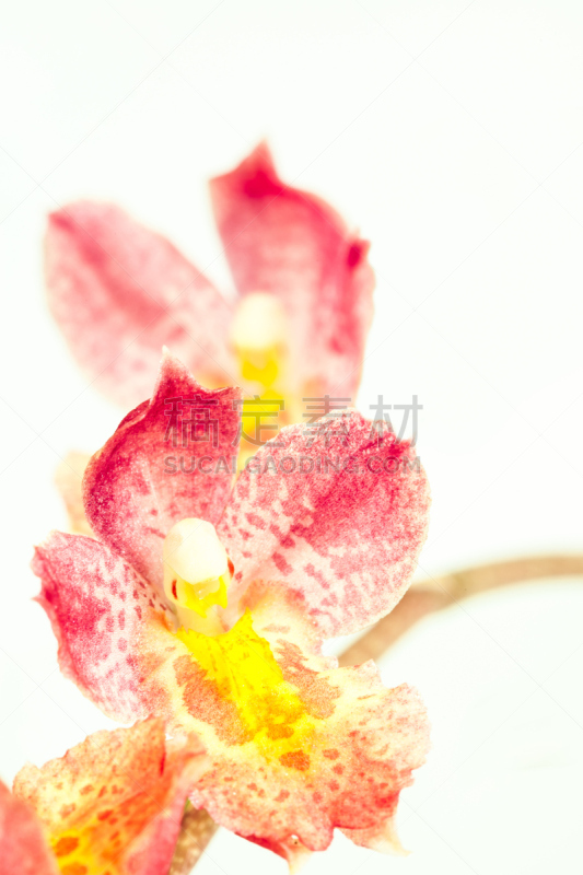 兰花,文心兰,粉色,自然,垂直画幅,无人,白色背景,夏天,特写,亚洲