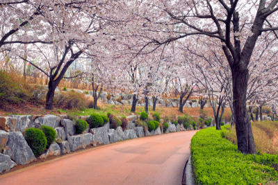 公园,巷,樱花,樱之花,景观设计,林荫路,韩国,小路,园林,朝鲜半岛
