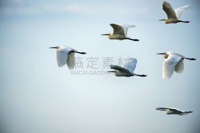 领导能力,天空,留白,未来,野外动物,经理,责任,想法,白色,专业人员