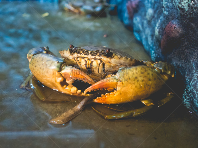 螃蟹,海洋,未来,巨大的,fiddler crab,石蟹,丹金尼斯螃蟹,人工饲养动物,爪,水族馆