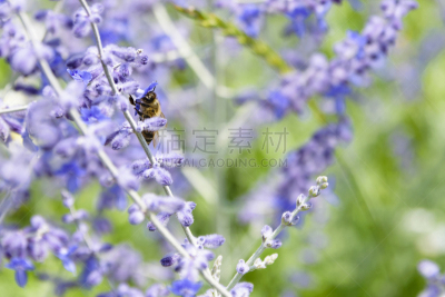 花粉,蜜蜂,俄罗斯,鼠尾草,侧面视角,风景,芳香的,提举,花粉粒,夏天