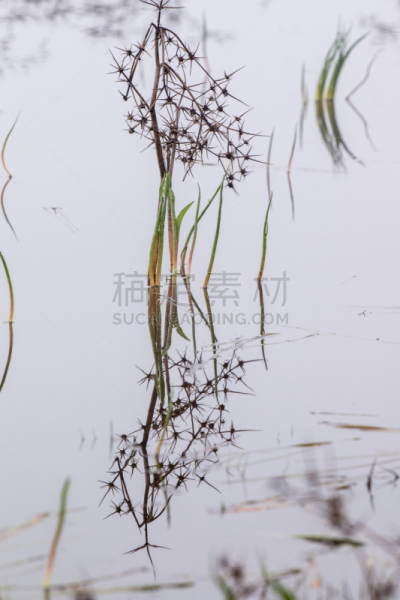 池塘,雨,湿,清新,草,刀刃草,湖,植物,户外,湿地