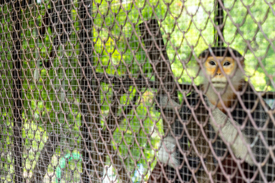 douc langur,笼子,叶猴,犯人,水平画幅,猴子,动物身体部位,热带雨林,野外动物,特写
