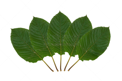 泰国,叶子,白色背景,草本,分离着色,替代疗法,辅导讲座,芳香的,水平画幅