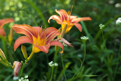 百合花,橙子,髂骨,自然,水平画幅,雄蕊,夏天,特写,植物,彩色图片