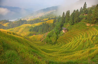 稻,梯田,龙脊梯田,美,水平画幅,枝繁叶茂,山,传统,户外,水稻梯田