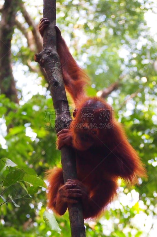 武吉拉旺,gunung leuser national park,猩猩,印度尼西亚,苏门答腊岛,垂直画幅,无人,猴子,热带雨林,野外动物