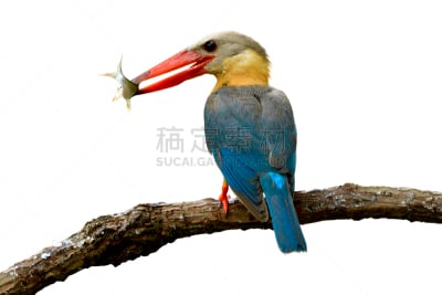 翠鸟,鸟类,喙,蓝色,鹳,青绿色,白色背景,翅膀,分离着色,运送