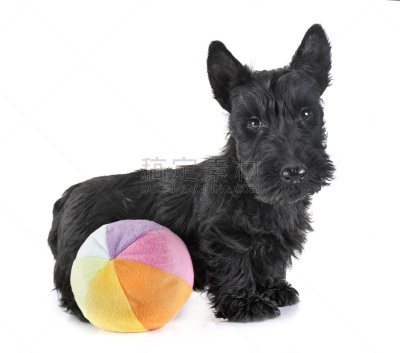 苏格兰粗毛猎狐犬,小狗,宠物,梗犬,背景分离,球,法国,玩具,图像,狗